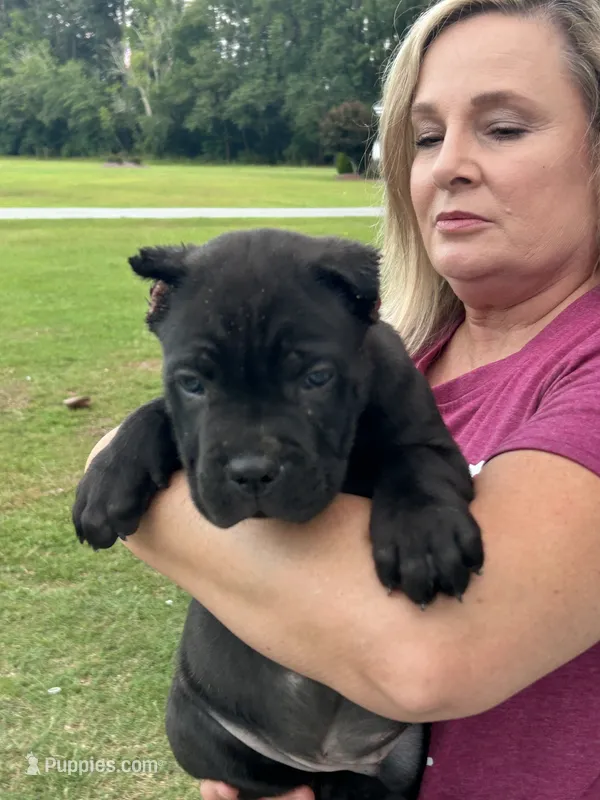 Black Male – Cane Corso puppy for sale in Bladenboro, NC