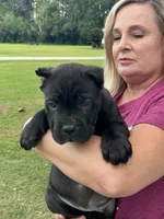 Black Male, a male Cane Corso for sale in Bladenboro, NC – 1 of 3