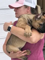 Fawn Female, a female Cane Corso for sale in Bladenboro, NC – 4 of 5