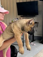 Fawn Female, a female Cane Corso for sale in Bladenboro, NC – 3 of 5
