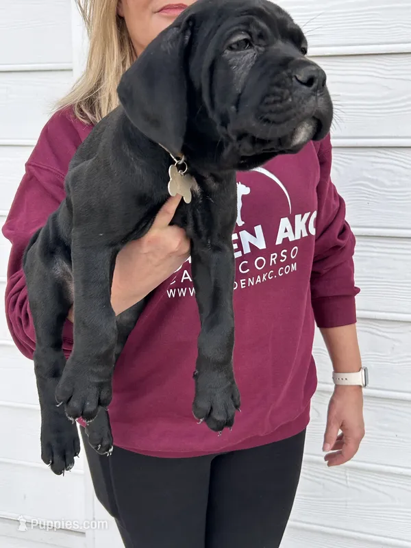 Cream Collar Female – Cane Corso puppy for sale in Bladenboro, NC