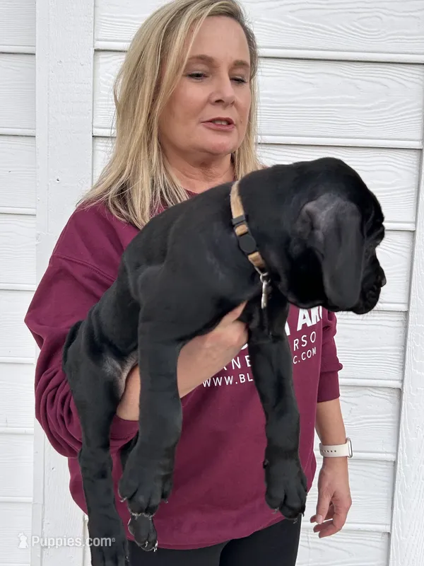 Cream Collar Female – Cane Corso puppy for sale in Bladenboro, NC