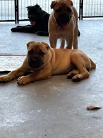 AKC Fawn Female, a female Cane Corso for sale in Bladenboro, NC – 3 of 6