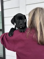 Blue Collar Black Male, a male Cane Corso for sale in Bladenboro, NC – 3 of 6