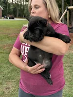 Black Male, a male Cane Corso for sale in Bladenboro, NC – 3 of 3