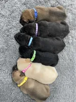 Blue Collar Fawn Female, a female Cane Corso for sale in Bladenboro, NC – 1 of 1