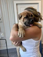 AKC Fawn Female, a female Cane Corso for sale in Bladenboro, NC – 6 of 6