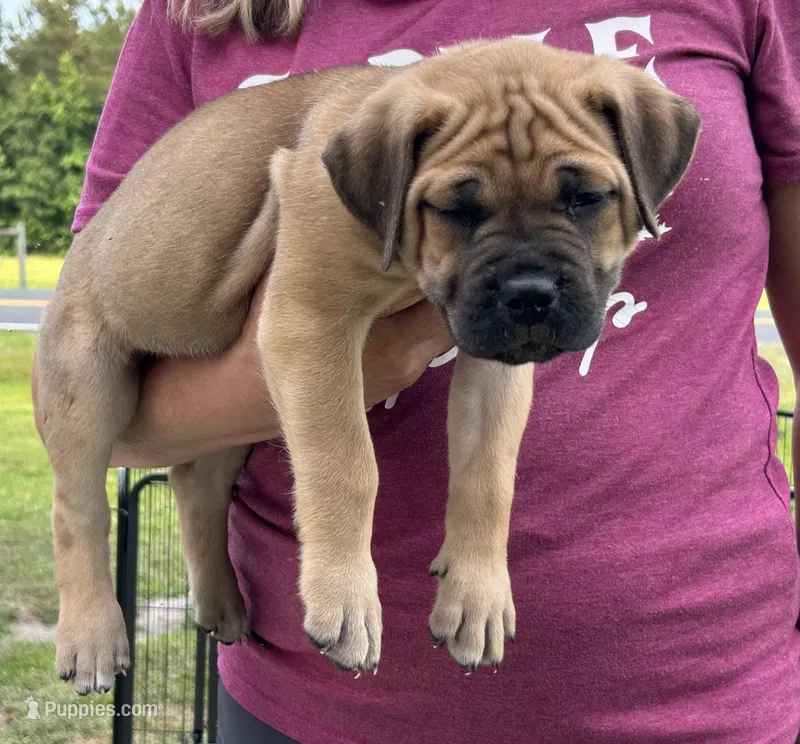 Fawn Female – Cane Corso puppy for sale in Bladenboro, NC