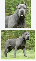Red Collar Male, a male Cane Corso for sale in Bladenboro, NC – 4 of 5