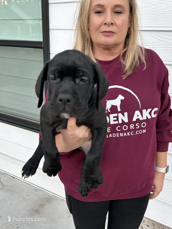 Blue Collar Black Male – Cane Corso puppy for sale in Bladenboro, NC
