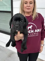 Blue Collar Black Male, a male Cane Corso for sale in Bladenboro, NC – 1 of 6