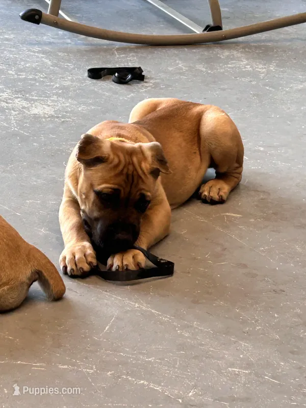 AKC/ICCF Yellow collar fawn female – Cane Corso puppy for sale in Bladenboro, NC