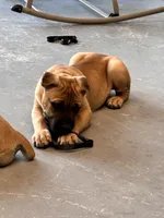 AKC Yellow collar fawn female, a female Cane Corso for sale in Bladenboro, NC – 1 of 3