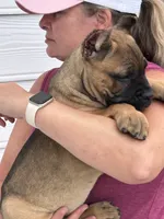 Fawn Female, a female Cane Corso for sale in Bladenboro, NC – 2 of 5
