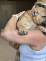 AKC Yellow collar fawn female, a female Cane Corso for sale in Bladenboro, NC – 2 of 3