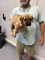 AKC/ICCF Yellow collar fawn female, a female Cane Corso for sale in Bladenboro, NC – 2 of 3