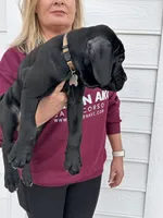 Cream Collar Female, a female Cane Corso for sale in Bladenboro, NC – 3 of 6