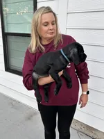 Blue Collar Black Male, a male Cane Corso for sale in Bladenboro, NC – 2 of 6