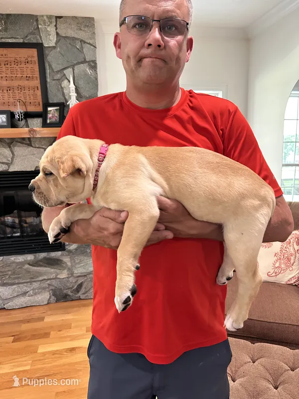 AKC/ICCF Straw Female – Cane Corso puppy for sale in Bladenboro, NC