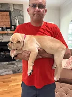 AKC Straw Female, a female Cane Corso for sale in Bladenboro, NC – 1 of 5