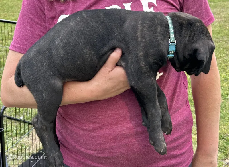AKC/ICCF Blue Collar Fawn Female – Cane Corso puppy for sale in Bladenboro, NC