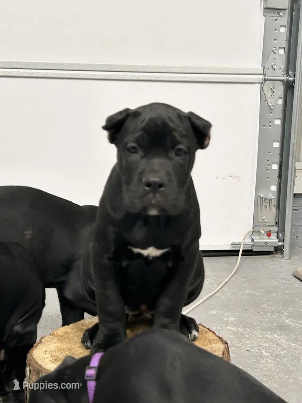 Cream Collar Female – Cane Corso puppy for sale in Bladenboro, NC