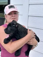 Black Brindle Female no white, a female Cane Corso for sale in Bladenboro, NC – 2 of 5
