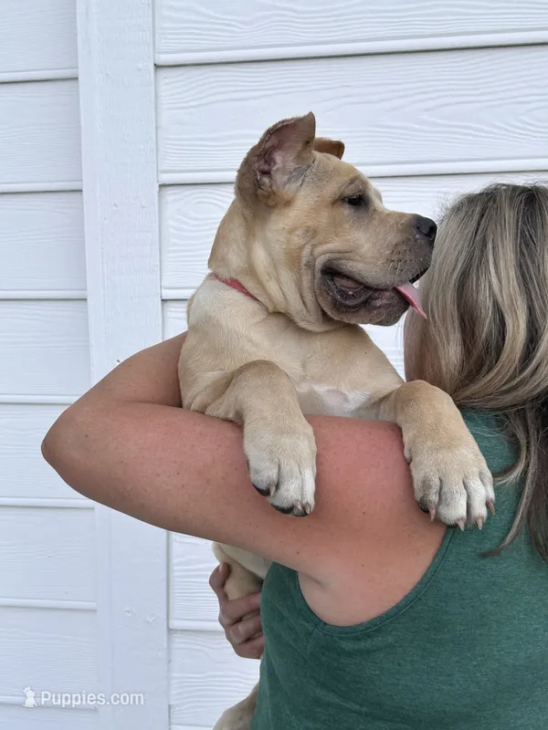 AKC Pink collar straw female – Cane Corso puppy for sale in Bladenboro, NC