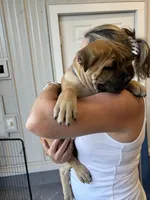 AKC Fawn Female, a female Cane Corso for sale in Bladenboro, NC – 5 of 6
