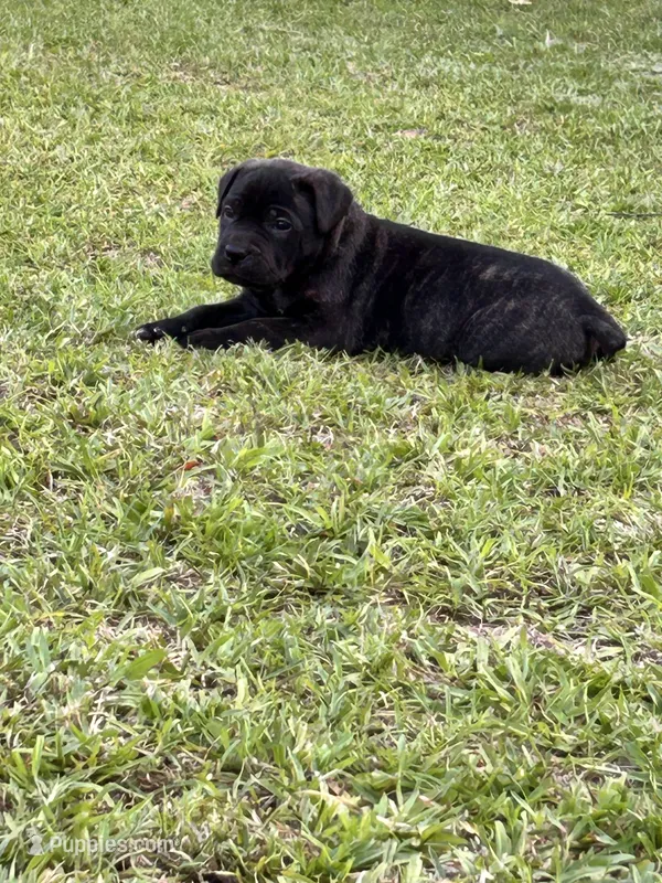 Brindle Female – Cane Corso puppy for sale in Bladenboro, NC