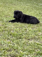 AKC/ICCF Brindle Female, a female Cane Corso for sale in Bladenboro, NC – 1 of 3