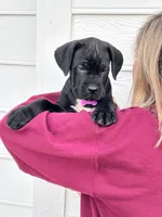 Purple collar : Female, a female Cane Corso for sale in Bladenboro, NC – 2 of 6