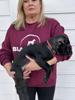 Red Collar Male, a male Cane Corso for sale in Bladenboro, NC – 1 of 5