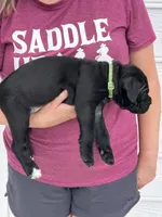 AKC Black Female, a female Cane Corso for sale in Bladenboro, NC – 2 of 3