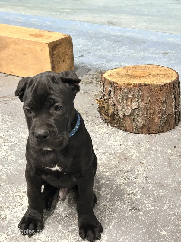 Blue Collar Black Male – Cane Corso puppy for sale in Bladenboro, NC