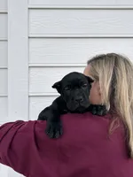 Red Collar Male, a male Cane Corso for sale in Bladenboro, NC – 3 of 5
