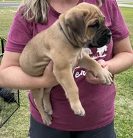 Fawn Female, a female Cane Corso for sale in Bladenboro, NC – 2 of 4