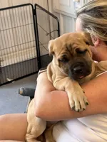 AKC Yellow collar fawn female, a female Cane Corso for sale in Bladenboro, NC – 3 of 3