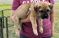 Fawn Female, a female Cane Corso for sale in Bladenboro, NC – 3 of 4