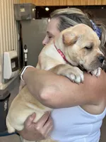 AKC Straw Female, a female Cane Corso for sale in Bladenboro, NC – 4 of 5