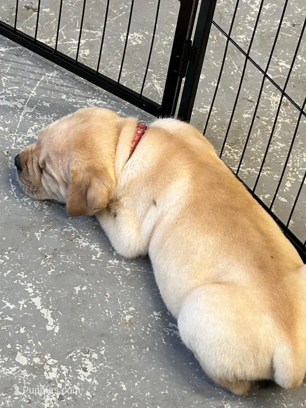 Straw Female – Cane Corso puppy for sale in Bladenboro, NC