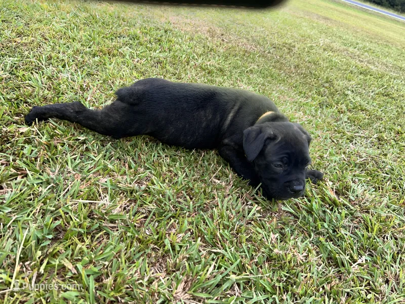 Black Brindle Female – Cane Corso puppy for sale in Bladenboro, NC