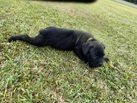 Black Brindle Female, a female Cane Corso for sale in Bladenboro, NC – 1 of 4