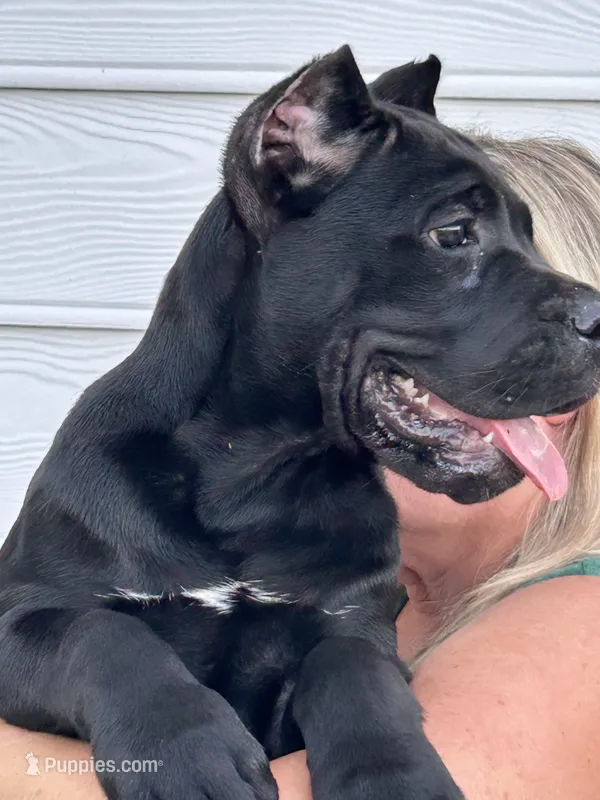 AKC Black Female – Cane Corso puppy for sale in Bladenboro, NC