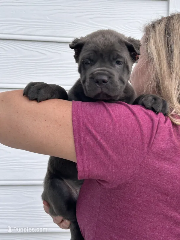 Blue Male ZERO white – Cane Corso puppy for sale in Bladenboro, NC