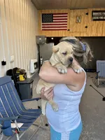 AKC Straw Female, a female Cane Corso for sale in Bladenboro, NC – 5 of 5