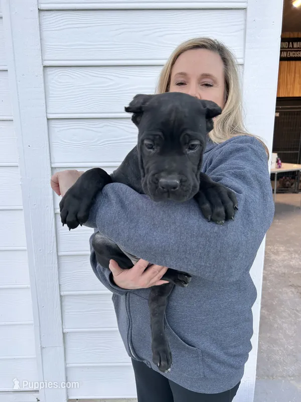 Red Collar Male – Cane Corso puppy for sale in Bladenboro, NC