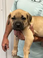 AKC/ICCF Yellow collar fawn female, a female Cane Corso for sale in Bladenboro, NC – 3 of 3