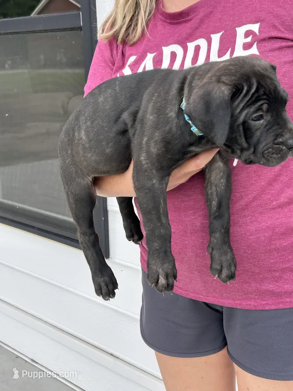 Brindle Female – Cane Corso puppy for sale in Bladenboro, NC