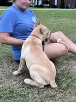 AKC Pink collar straw female, a female Cane Corso for sale in Bladenboro, NC – 2 of 4